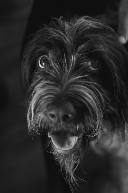 Black and white portrait photograph of a long-haired black puppy with its tongue out looking at the camera with its eyes wide open.