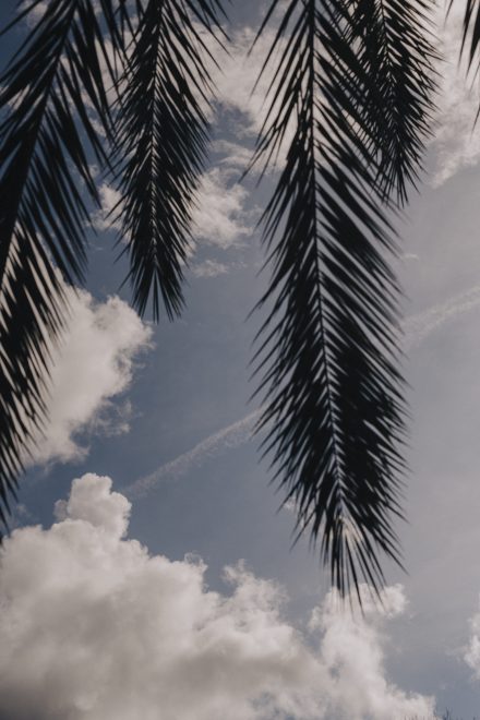 Artistic photograph of the sky with a palm leaf that seems to hang down from the sky.